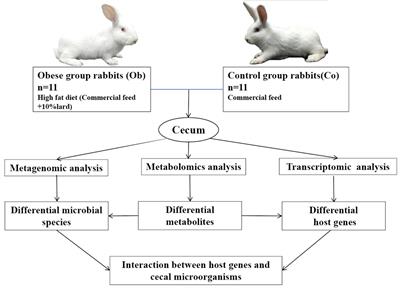 Comprehensive analysis of key host gene-microbe networks in the cecum tissues of the obese rabbits induced by a high-fat diet